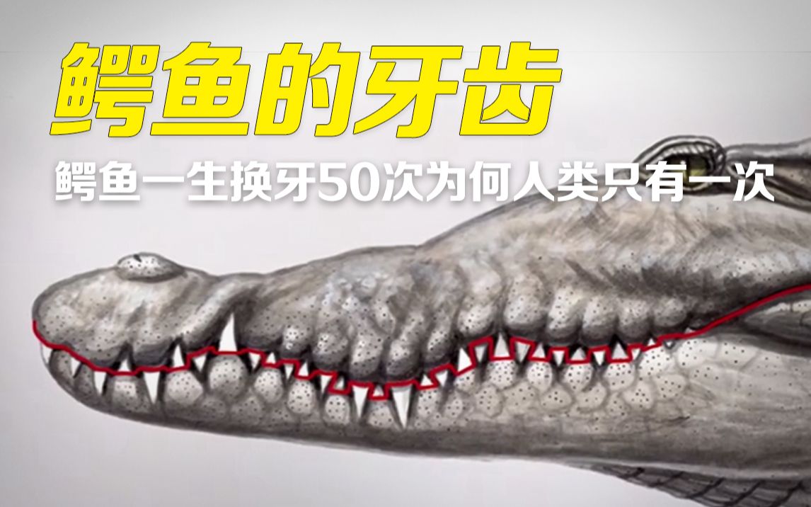 为何鳄鱼一生可以换牙50次，而人类就一次？