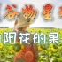 【谷物星球】（22）：人们为什么喜欢嗑瓜子？向日葵真的是向阳而生吗？吃瓜子真的会长胖吗？葵花籽最大的生产国竟不是中国？嗑