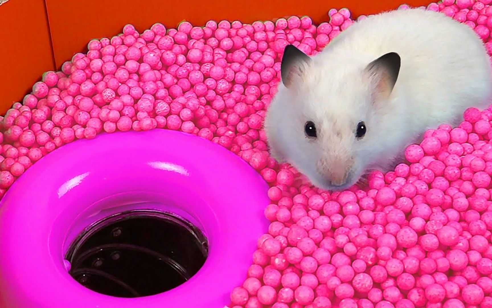 小仓鼠大冒险：挑战粉色海洋球池陷阱机关，仓鼠能成功闯过吗？