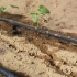 最新滴灌带设备有谁知道的？#大丰收灌溉#滴灌带厂家 #滴灌带设备