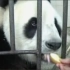 几个汶川地震时的熊猫视频
