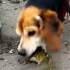狗狗遇到一条电鳗，好奇的一口咬下去，下一秒被电的怀疑狗生！