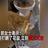 头顶绿毛“非主流”狗走失，网友接力找回，主人：打扮张扬好找些