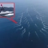 56艘无人艇现身中国南部海域 好似鲨群可变身为“航母”