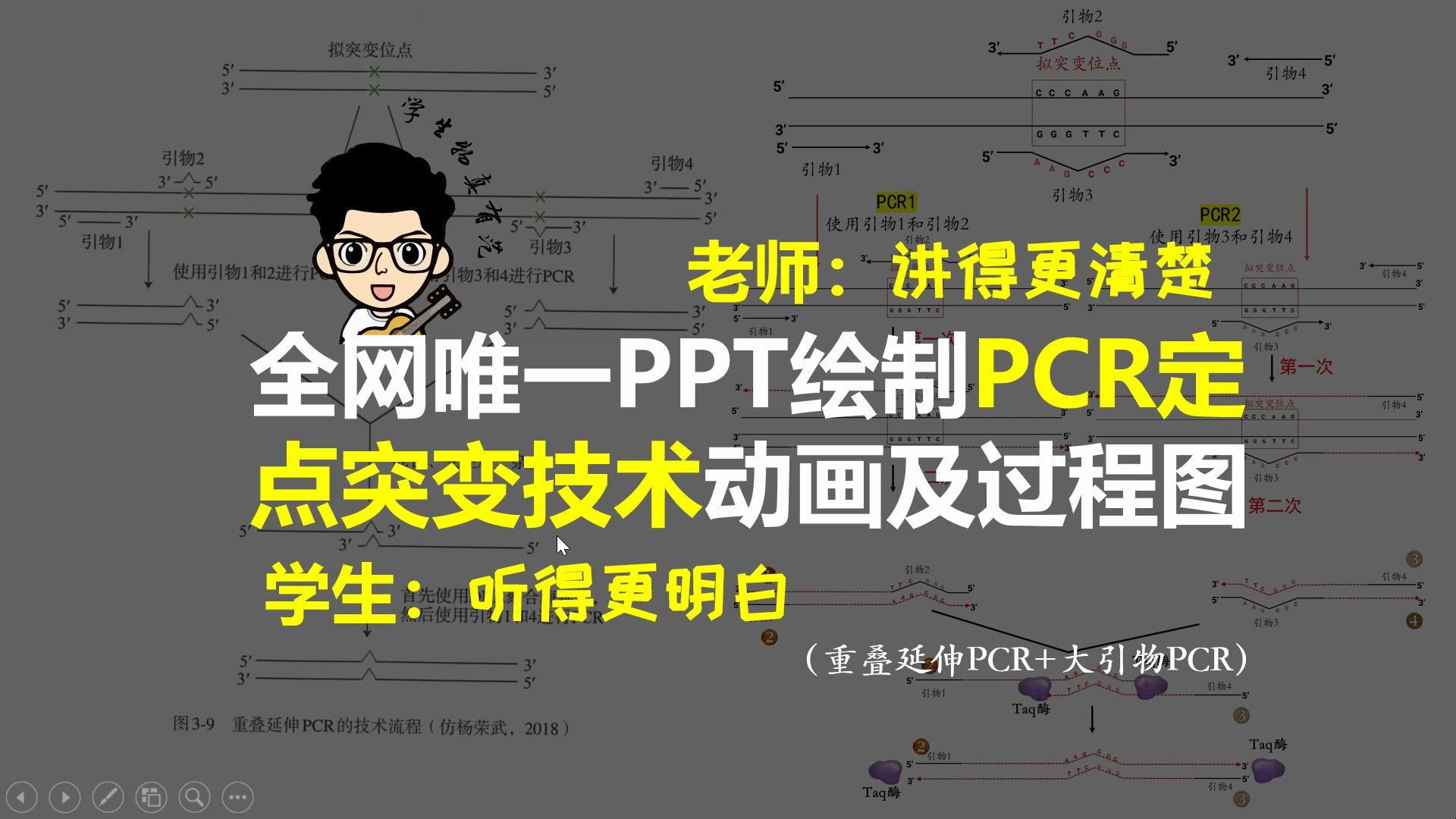 PCR定点突变技术动画 重叠延伸PCR大引物PCR动画