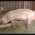 猪的人工授精技术