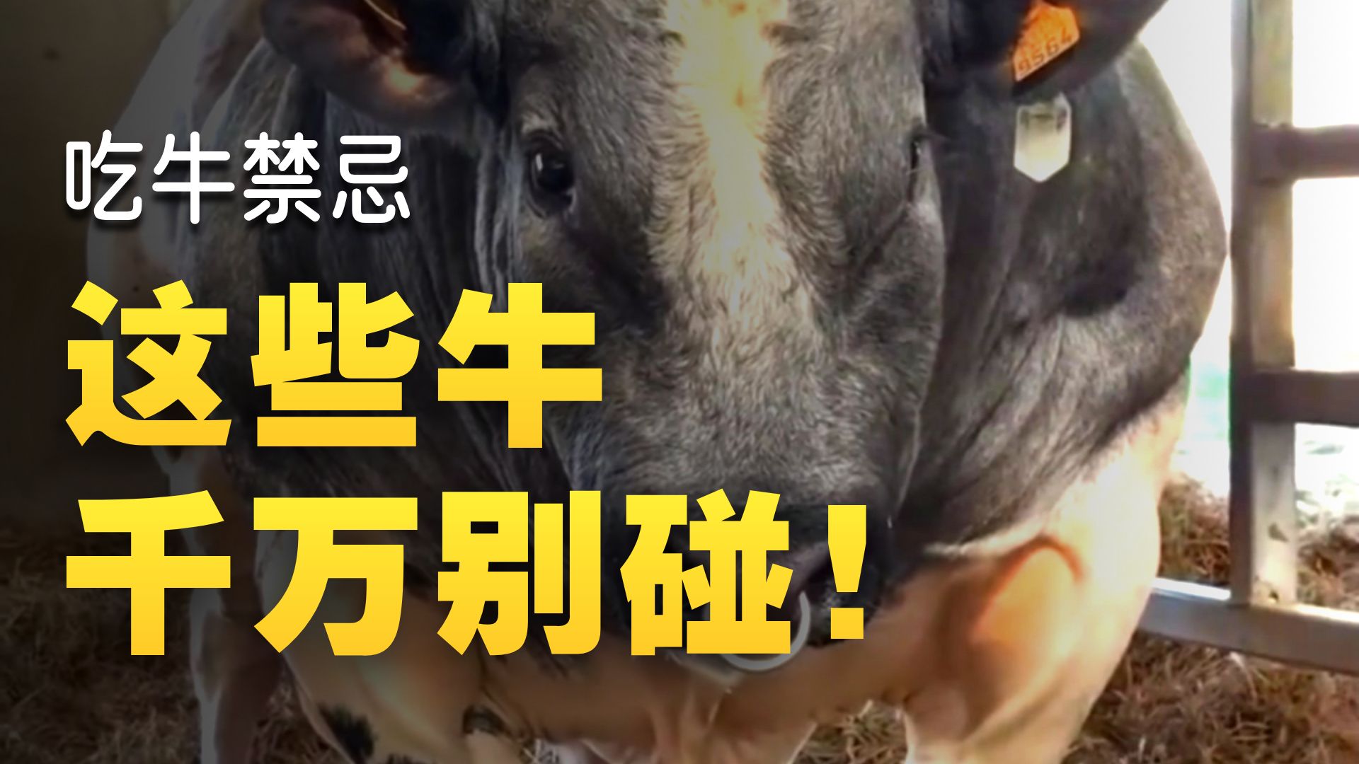 分享几种不能吃的牛，遇到赶紧丢掉！