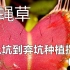 【食虫植物】从开箱开始的全面种植指南教学 捕蝇草篇（01）