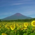 「4K画质」夏日开满向日葵的富士山