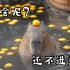 【配音】佛系交际花-水豚
