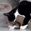 猫咖多只猫饿到自相残杀，吃掉幼崽吞同伴，猫吃同类不止缘于饥饿