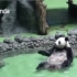 原来熊猫自己洗澡是这样的，网友：熊...熊掌拨清波