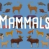 【SCIENCE FOR KIDS】儿童科学：Mammals 哺乳动物