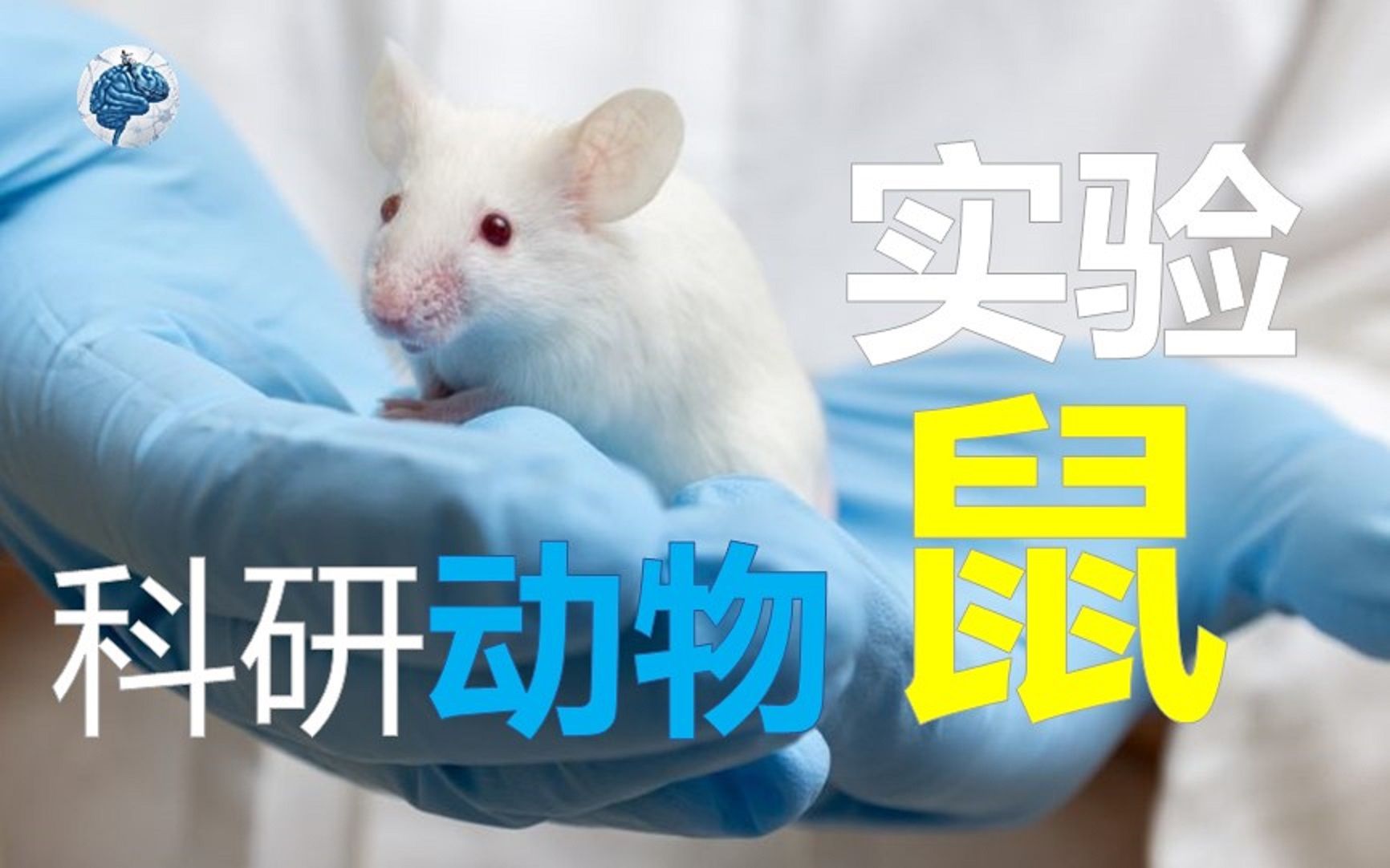 动物行为实验专题：大小鼠避暗实验（被动回避测试） - 知乎
