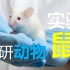 怎样正确看待实验动物？常用实验鼠品系介绍