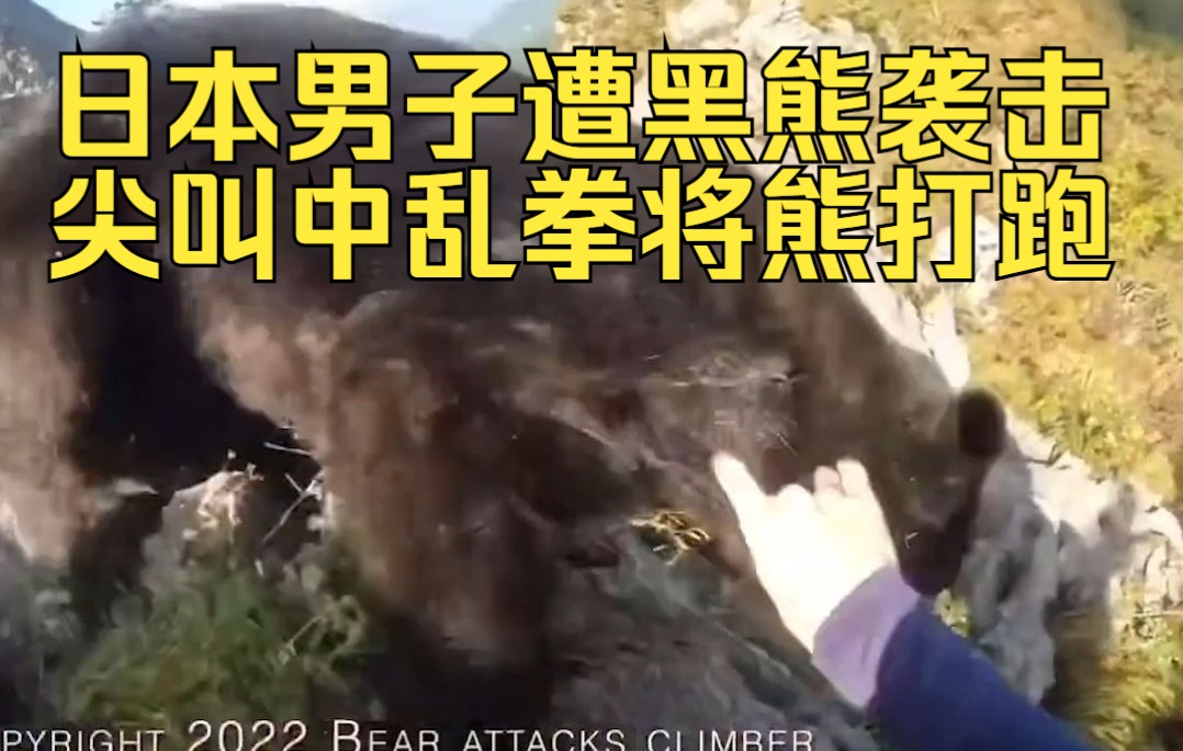 日本男子遭黑熊袭击，尖叫中乱拳将熊打跑