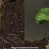 【植物生长的延迟摄影】花生种子的萌发过程