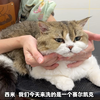 “沉浸式赛尔凯克卷毛猫洗护全过程 也太解压了吧