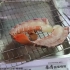 【全球美食小短片之越南】电烤网红：蒜泥皮皮虾！