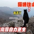 一只猫因住在山顶走红，带游客登山换取食物，活成了猫生中的巅峰
