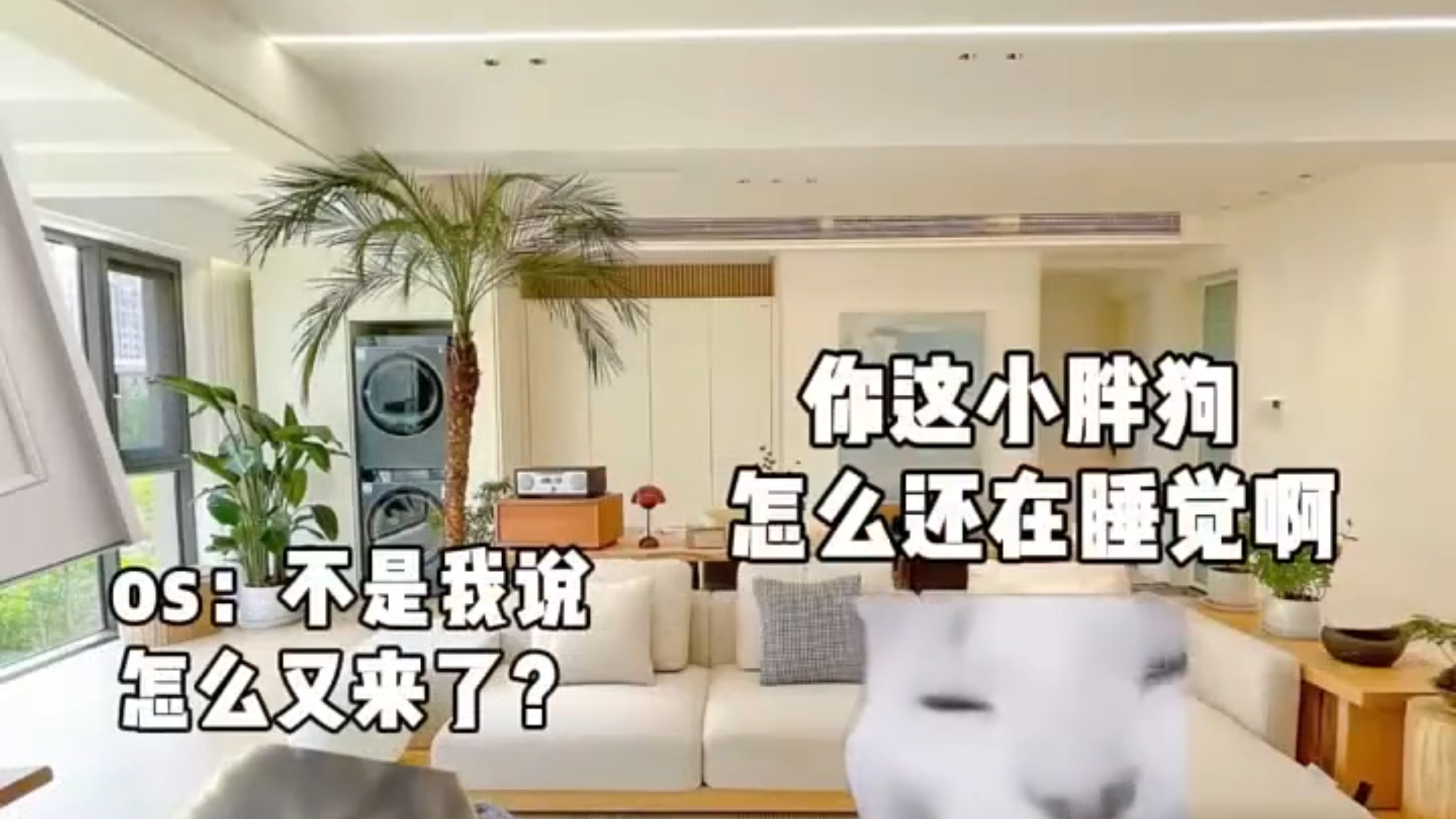 出门在外让邻居帮忙遛狗