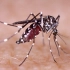 如果地球上的蚊子都灭绝了，会造成什么后果？