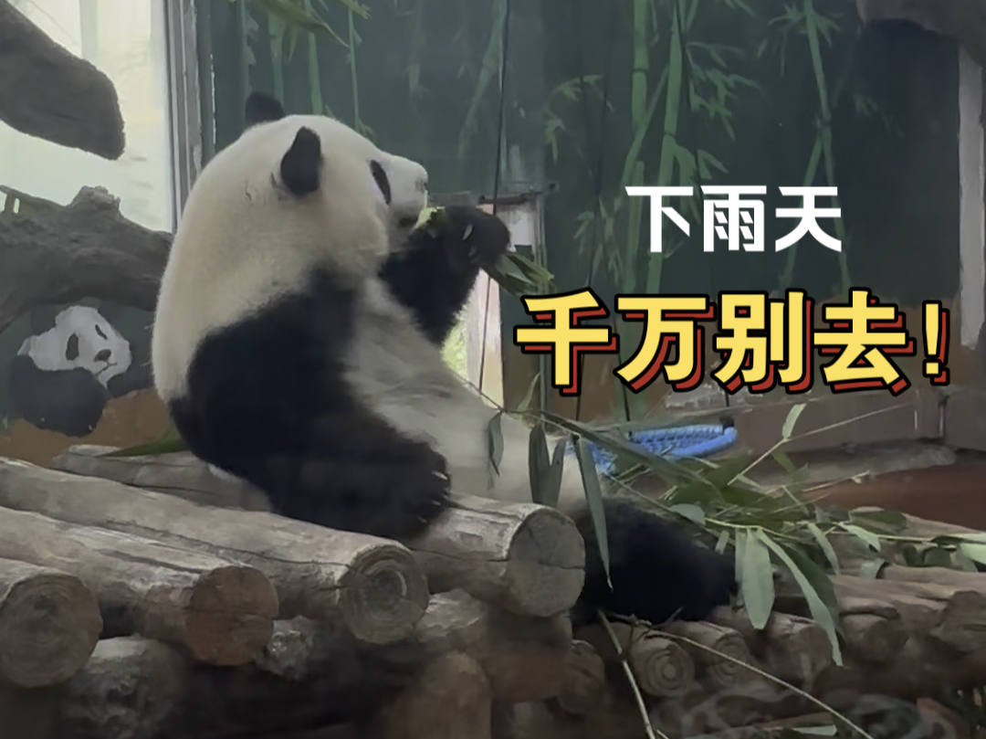 下雨天的广州动物园千万别去！