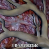 男生也有“处女膜