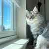 西伯利亚森林猫｜小猫咪的晴天好心情