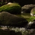 空镜头视频素材 森林小溪河流潺潺流水青苔素材分享