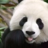 可以治愈一切不开心的国宝大熊猫，它们那源远流长的历史你知道多少呢？