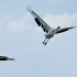 鹤舞扎龙，扎龙自然保护区优雅的丹顶鹤放飞栖息地