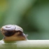 空镜头视频 蜗牛动物昆虫 素材分享