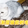 可以给银渐层猫剃毛吗