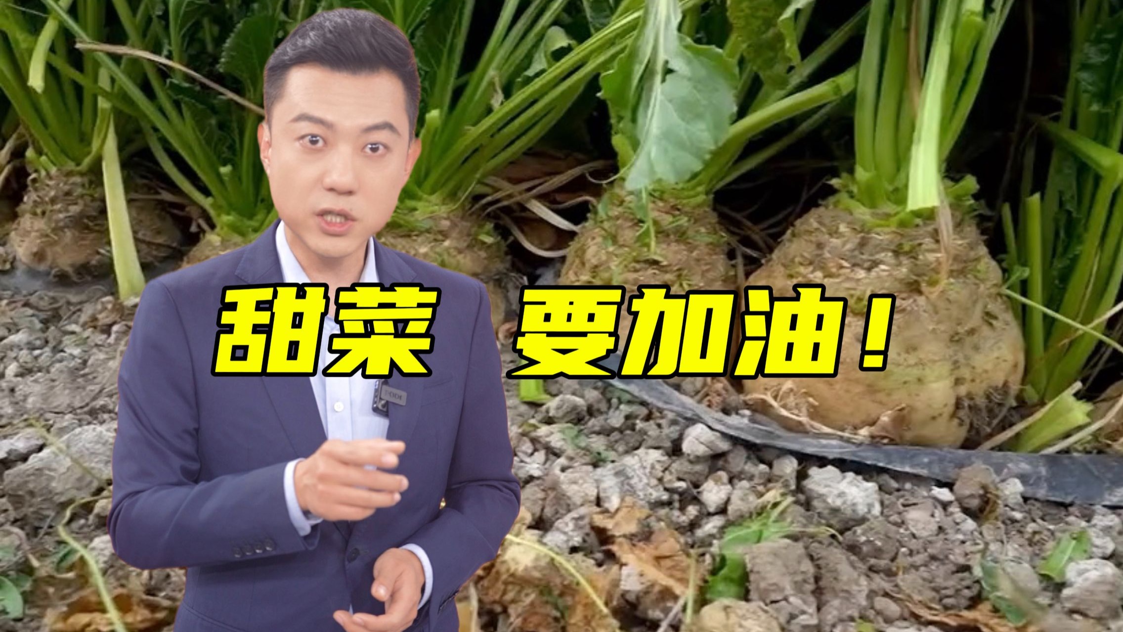 被网友玩梗的“甜菜”，竟是解决中国白糖进口依赖的关键？【主播说三农】