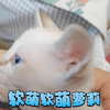 软萌萝莉小可爱