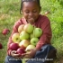 Picking Apples