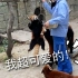 【小熊猫】上海野生动物园行为展示～小宝贝们太可爱了，而且跟奶妈互动也好可爱啊，就像一群幼儿园的小宝贝！