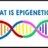 【Ted-ED】什么是表观遗传学 What Is Epigenetics