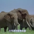 [英语中字][IMAX纪录片]非洲：塞伦盖蒂国家公园 Africa The Serengeti (1994)