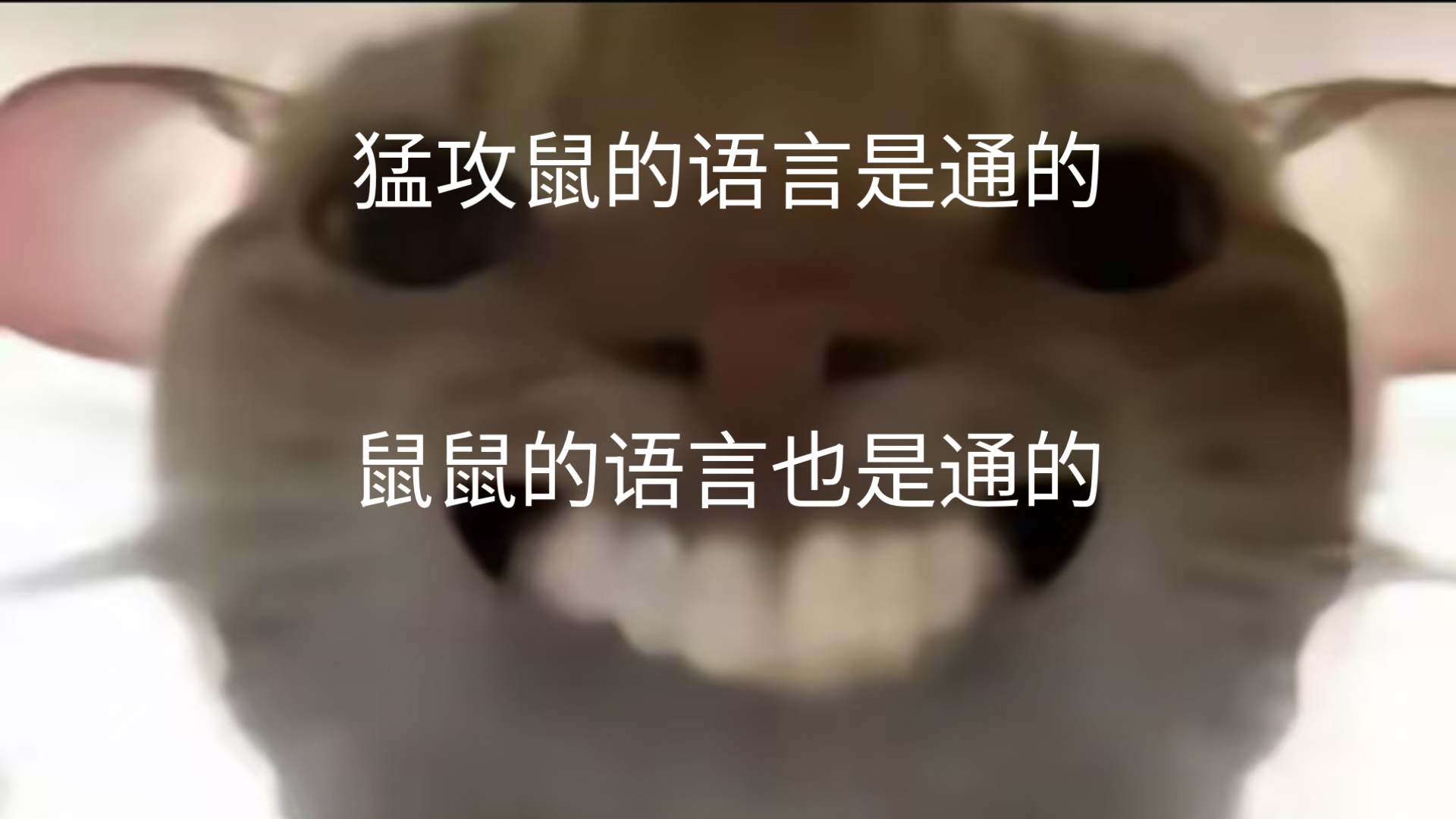 鼠鼠的语言是通的