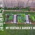 【种族天赋种菜】我的菜园新貌 （建菜床、搭架、炼苗、移苗、倒春寒、今天的菜园）