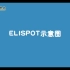 【医学免疫学】ELISPOT示意图