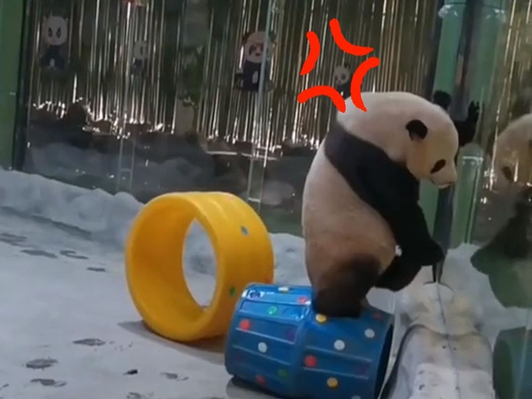 大熊猫生气了，还站在滚筒上“跺脚脚”。网友：国宝又学会一项人类技能！