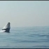 鲸鱼真的可以飞，实拍40吨重鲸鱼跃飞出水面的罕见景象