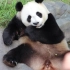 大熊猫和和玩舌头&回家困难户（竖屏！建议手机观看）