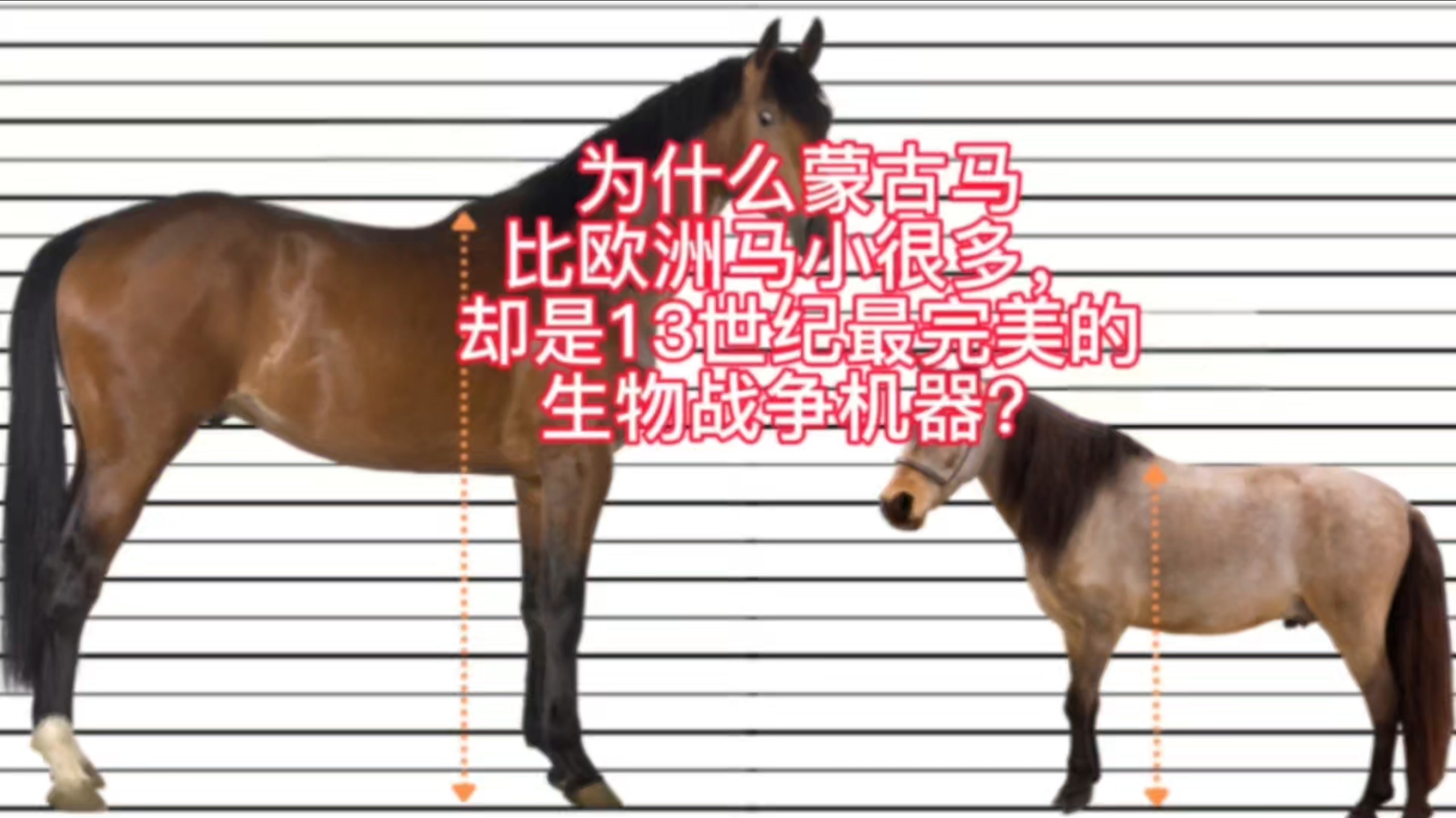 为何蒙古马比欧洲马小很多，却是13世纪最完美的战争生物机器？