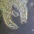 显微镜下的变形虫（Amoeba proteus）