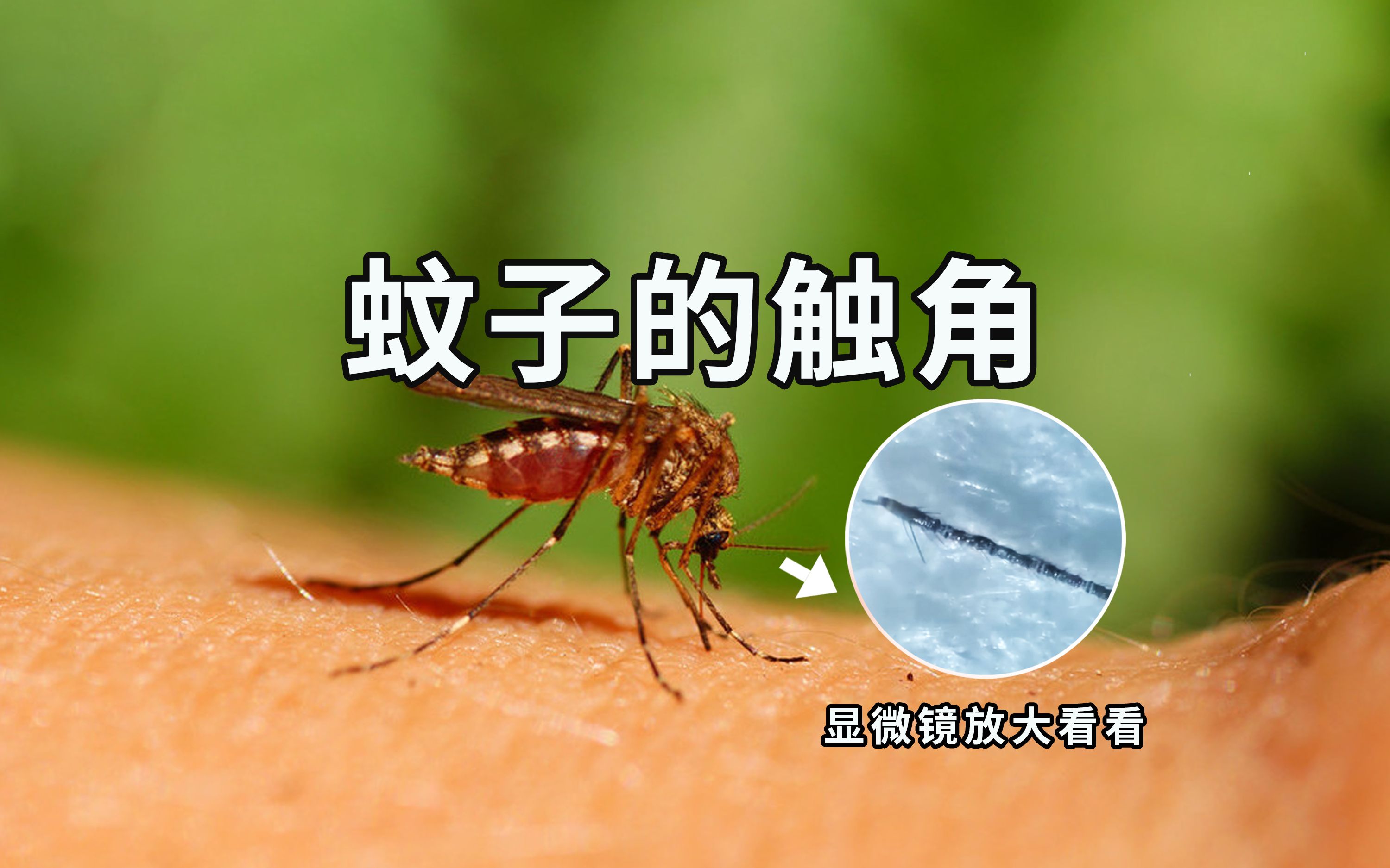 【开智宝科普29】蚊子最喜欢吸这种人的血！说的是你吗？（触角篇）