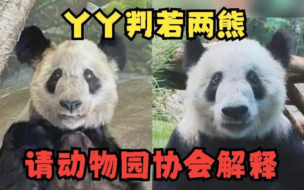 熊猫丫丫判若两熊，请中国动物园协会给个解释